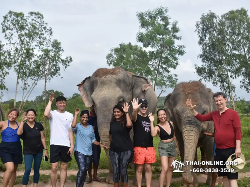 Заповедник слонов Elephant Jungle Sanctuary Pattaya - фото 329