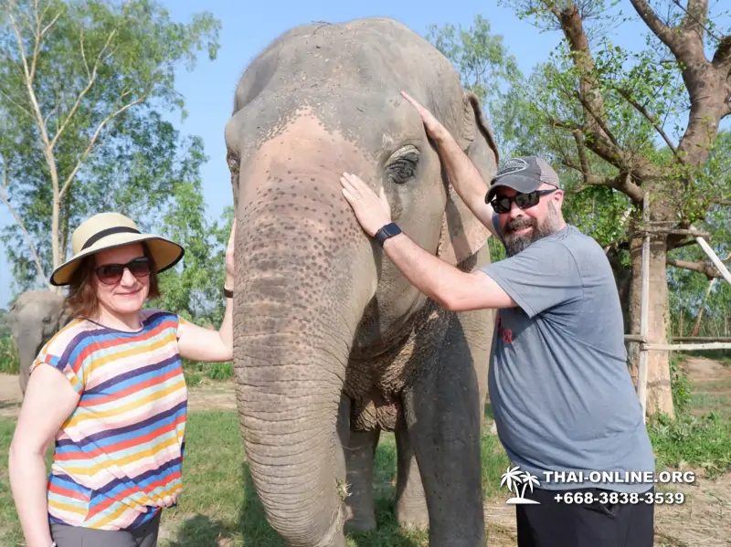 Заповедник слонов Elephant Jungle Sanctuary Pattaya - фото 293