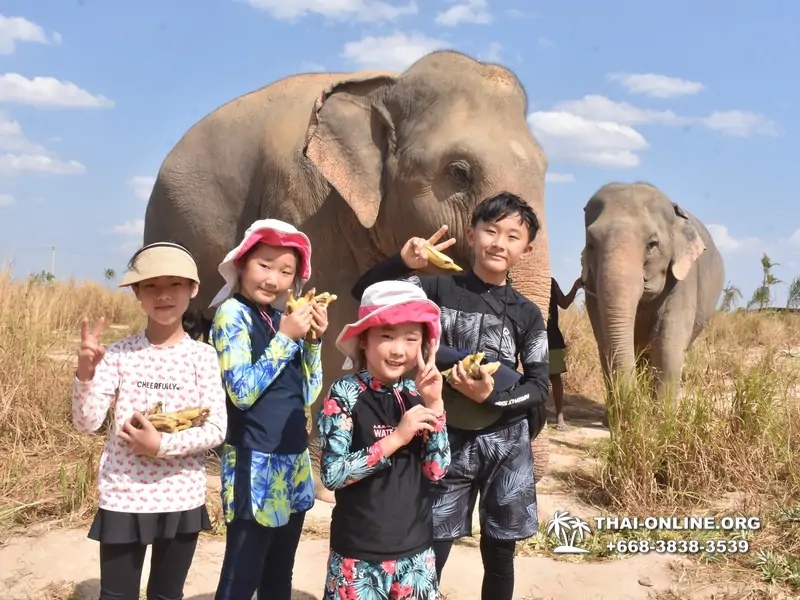 Заповедник слонов Elephant Jungle Sanctuary Pattaya - фото 380