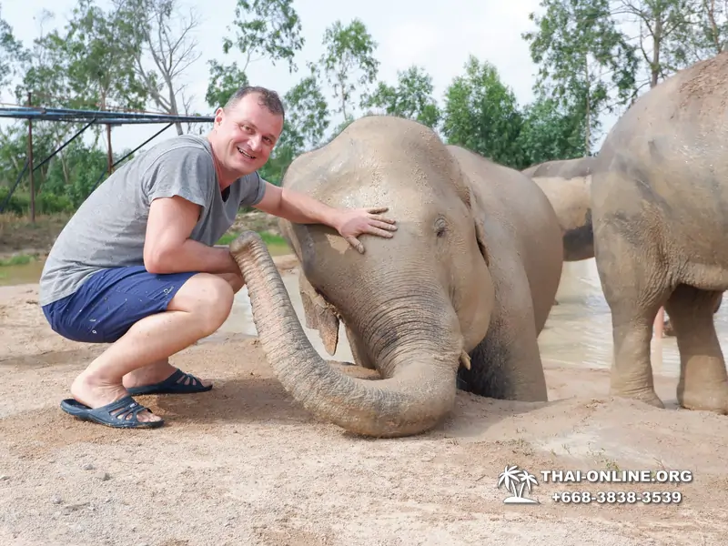 Заповедник слонов Elephant Jungle Sanctuary Pattaya - фото 283