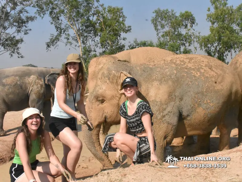 Заповедник слонов Elephant Jungle Sanctuary Pattaya - фото 223