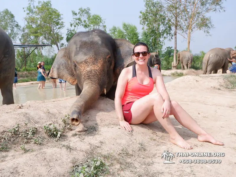 Заповедник слонов Elephant Jungle Sanctuary Pattaya - фото 187