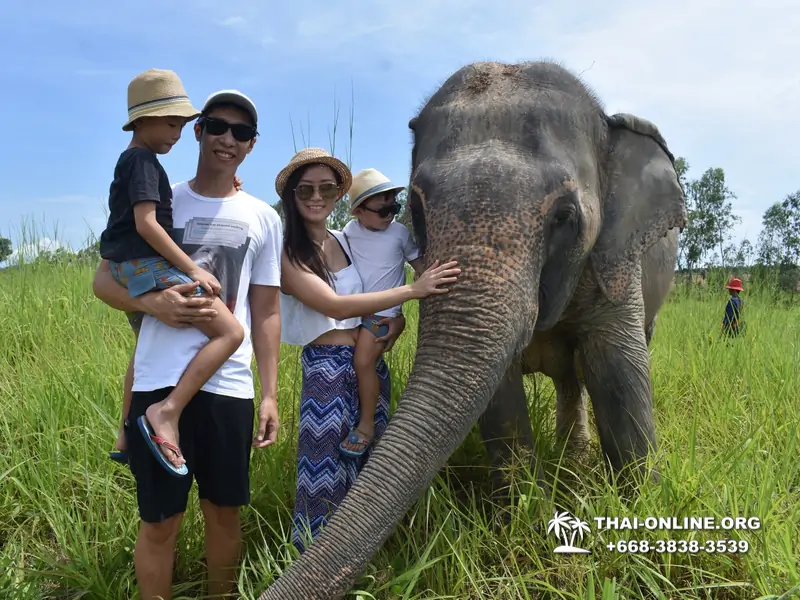 Заповедник слонов Elephant Jungle Sanctuary Pattaya - фото 247