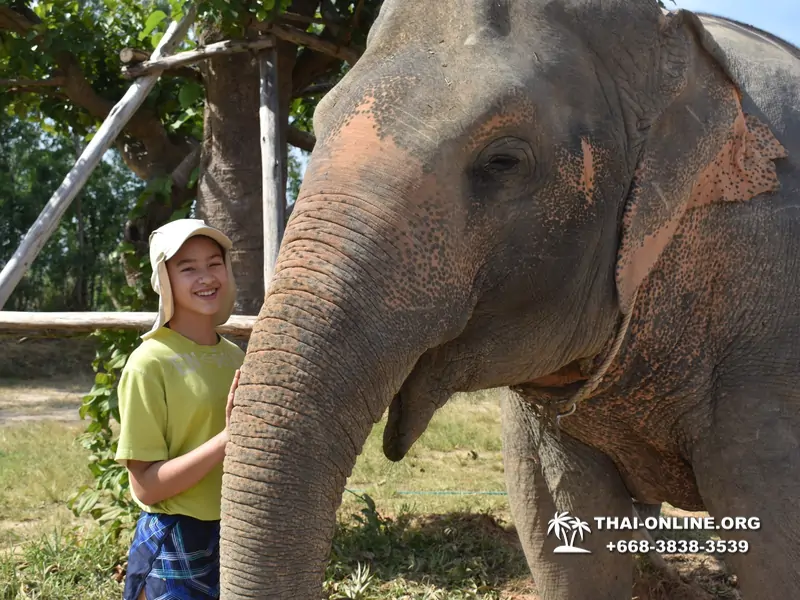 Заповедник слонов Elephant Jungle Sanctuary Pattaya - фото 278