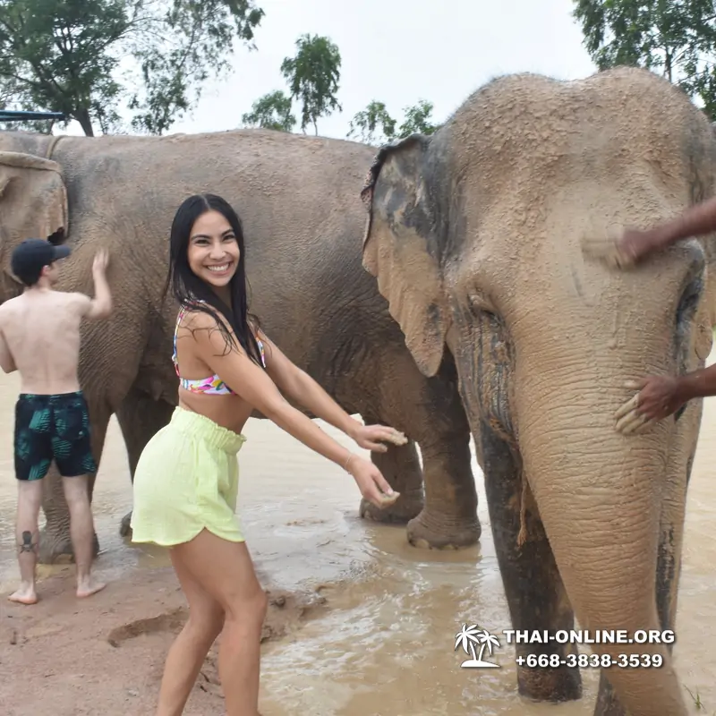 Заповедник слонов Elephant Jungle Sanctuary Pattaya - фото 383