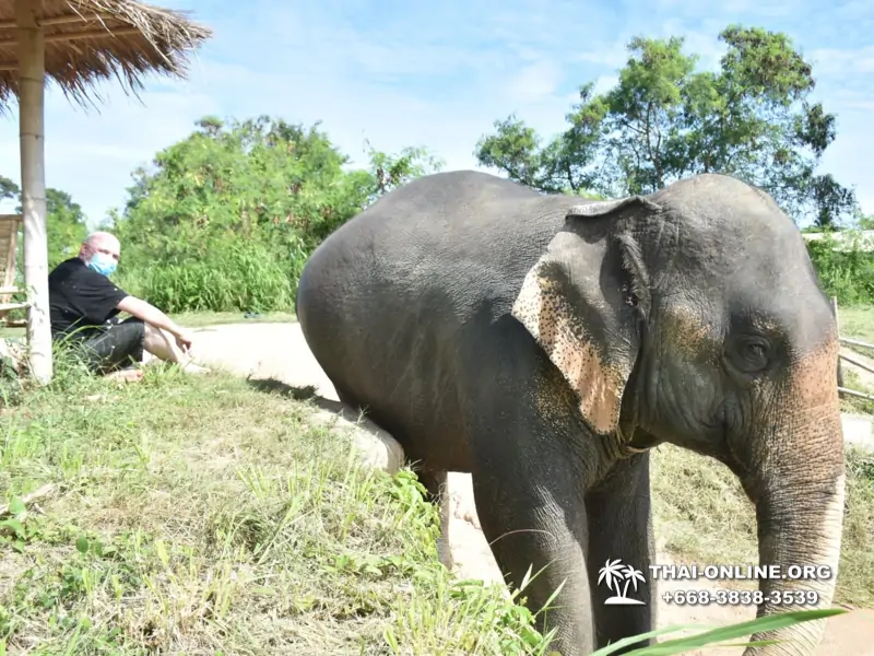Заповедник слонов Elephant Jungle Sanctuary Pattaya - фото 114