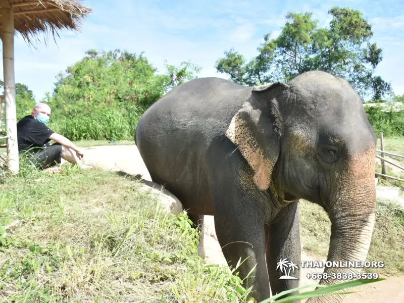 Заповедник слонов Elephant Jungle Sanctuary Pattaya - фото 116