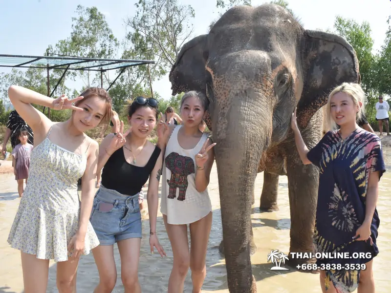 Заповедник слонов Elephant Jungle Sanctuary Pattaya - фото 285