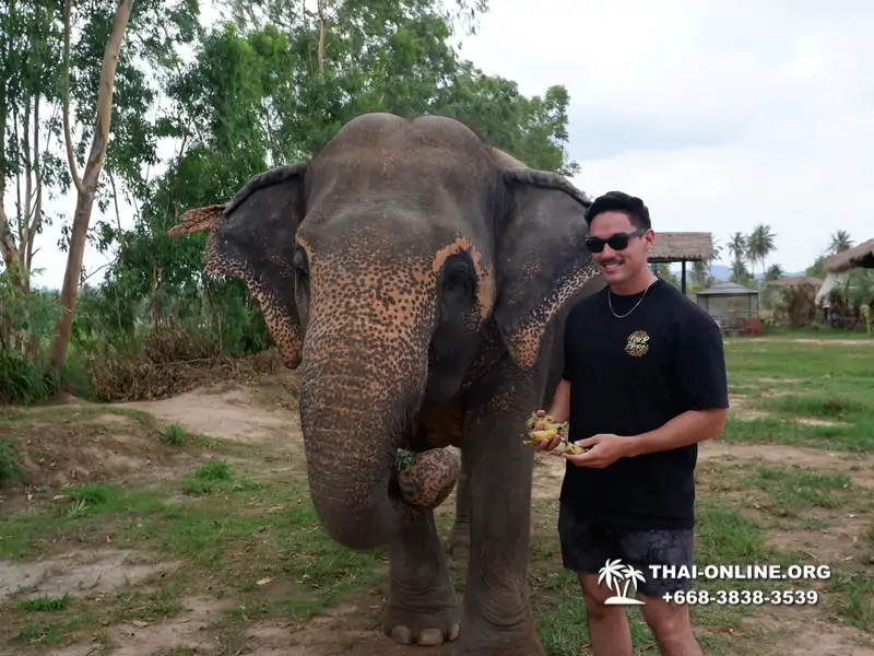 Заповедник слонов Elephant Jungle Sanctuary Pattaya - фото 373