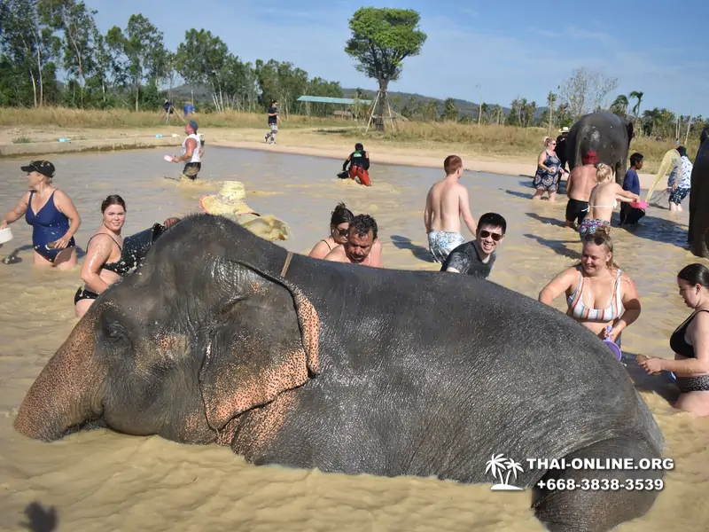 Заповедник слонов Elephant Jungle Sanctuary Pattaya - фото 269