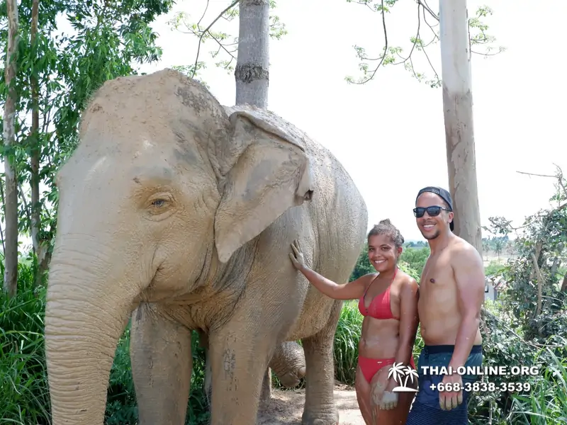 Заповедник слонов Elephant Jungle Sanctuary Pattaya - фото 360