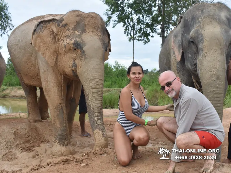 Заповедник слонов Elephant Jungle Sanctuary Pattaya - фото 411