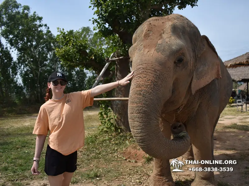 Заповедник слонов Elephant Jungle Sanctuary Pattaya - фото 251