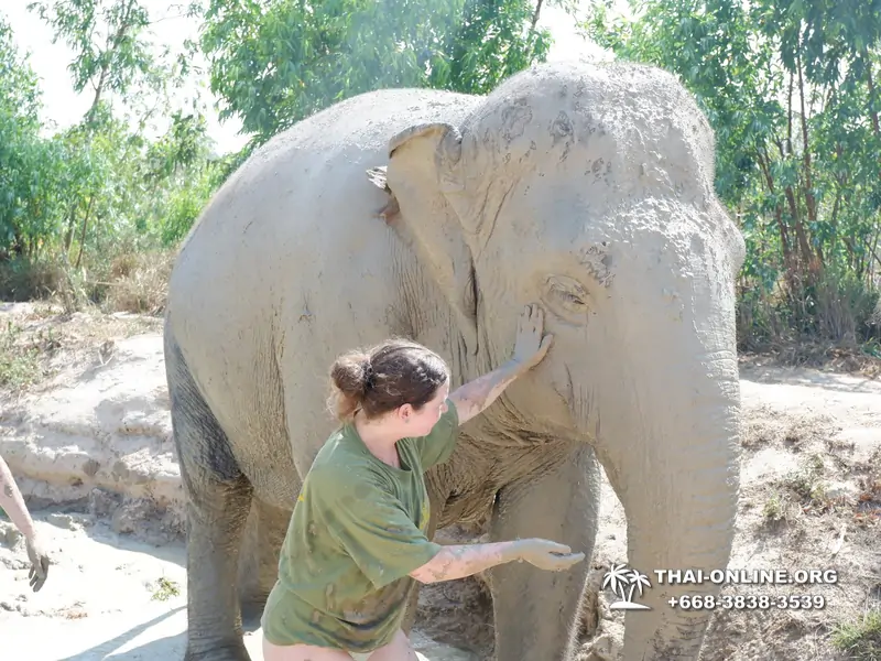 Заповедник слонов Elephant Jungle Sanctuary тур в Паттайе по цене выгоднее Klook Travel и Seven Countries - фото 27