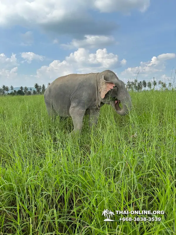 Заповедник слонов Elephant Jungle Sanctuary Pattaya - фото 34