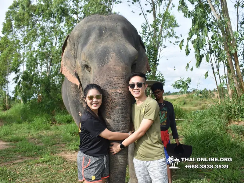 Заповедник слонов Elephant Jungle Sanctuary Pattaya - фото 22