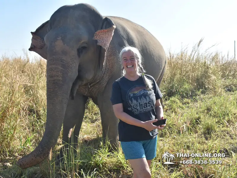 Заповедник слонов Elephant Jungle Sanctuary Pattaya - фото 158