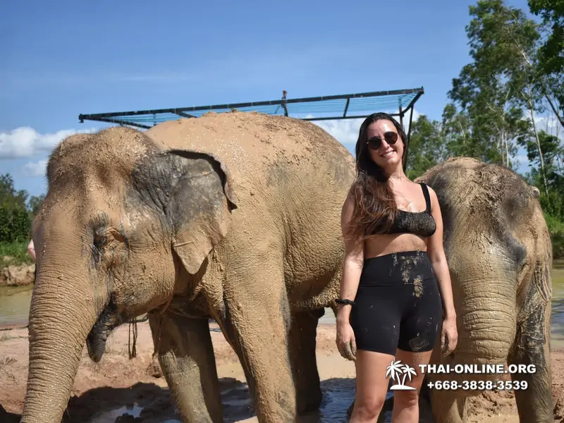 Заповедник слонов Elephant Jungle Sanctuary Pattaya - фото 400