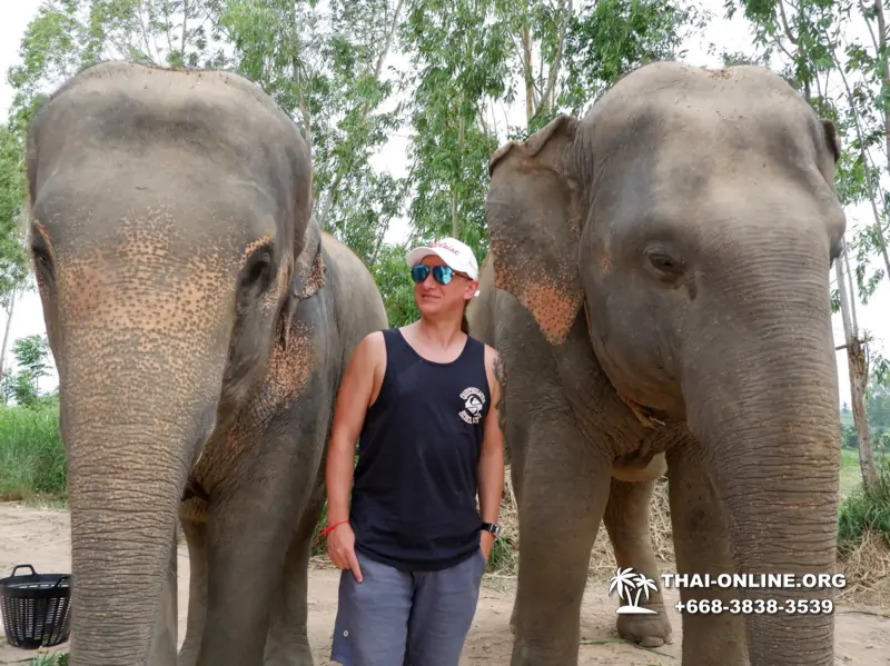 Заповедник слонов Elephant Jungle Sanctuary Pattaya - фото 313