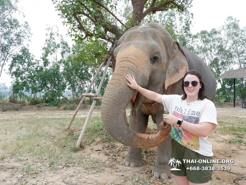 Заповедник слонов Elephant Jungle Sanctuary Pattaya - фото 17