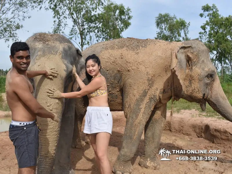 Заповедник слонов Elephant Jungle Sanctuary тур в Паттайе по цене выгоднее Klook Travel и Seven Countries - фото 5