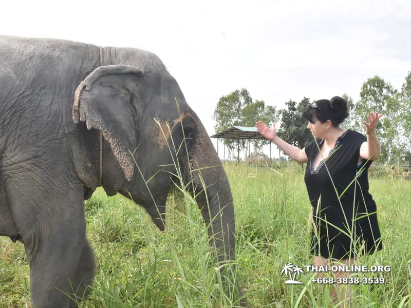 Заповедник слонов Elephant Jungle Sanctuary Pattaya - фото 418