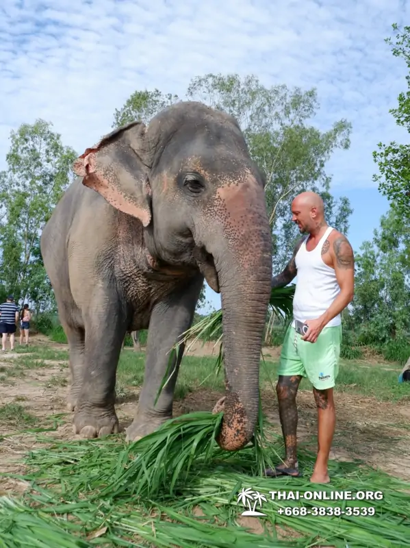 Заповедник слонов Elephant Jungle Sanctuary Pattaya - фото 246