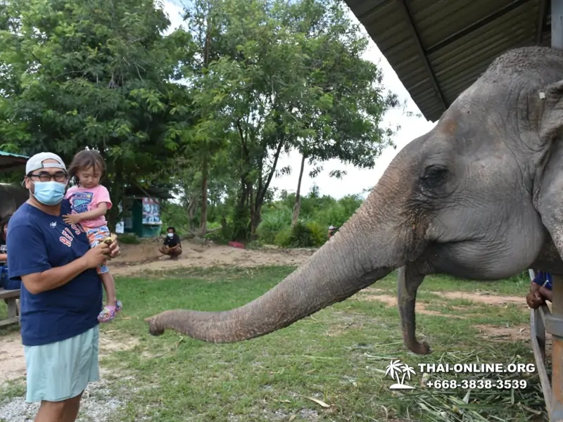Заповедник слонов Elephant Jungle Sanctuary Pattaya - фото 149