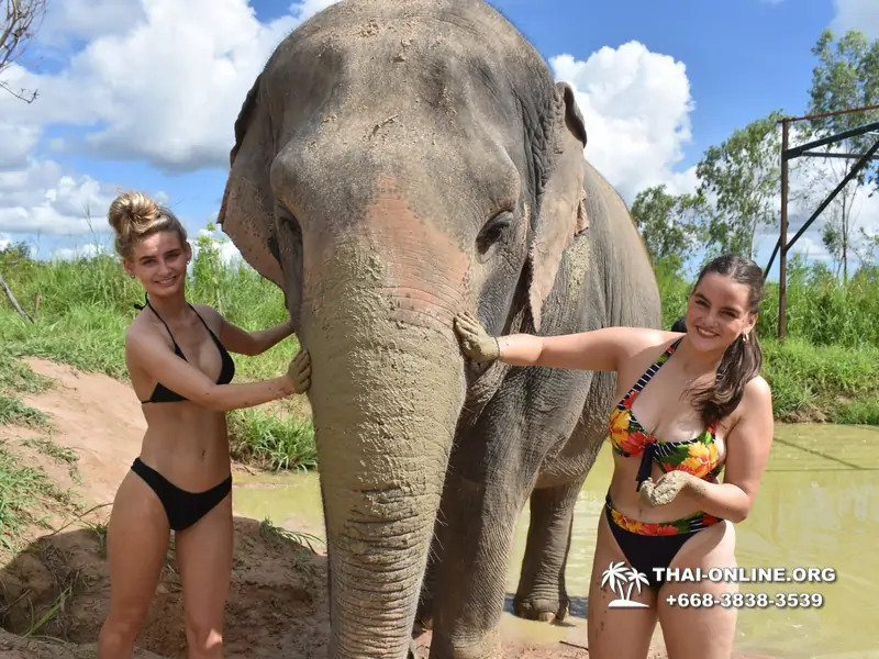 Заповедник слонов Elephant Jungle Sanctuary Pattaya - фото 290