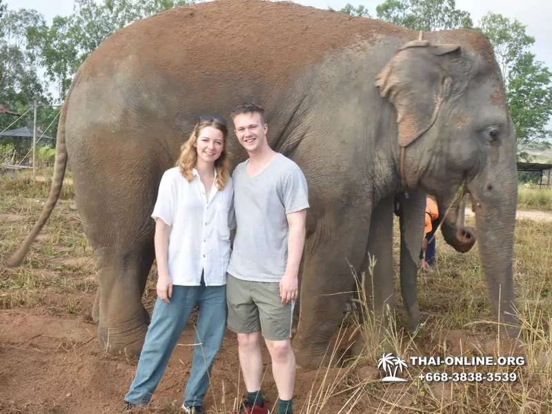 Заповедник слонов Elephant Jungle Sanctuary Pattaya - фото 253