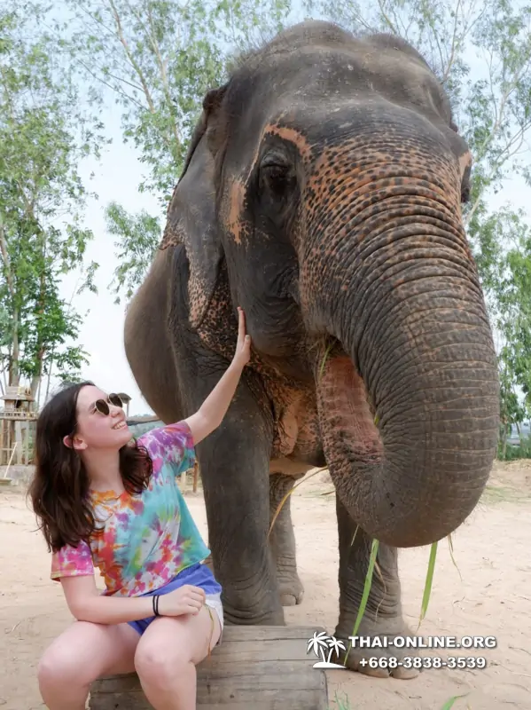 Заповедник слонов Elephant Jungle Sanctuary Pattaya - фото 384