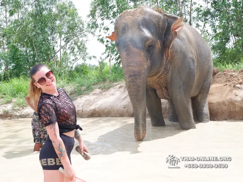 Заповедник слонов Elephant Jungle Sanctuary тур в Паттайе по цене выгоднее Klook Travel и Seven Countries - фото 2
