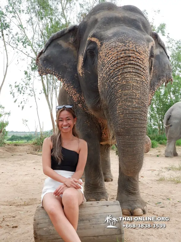 Заповедник слонов Elephant Jungle Sanctuary Pattaya - фото 210