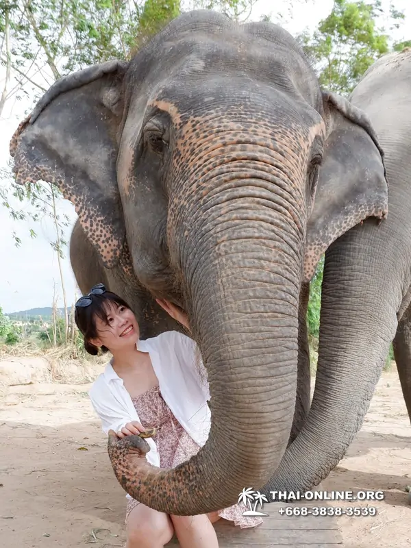 Заповедник слонов Elephant Jungle Sanctuary Pattaya - фото 169