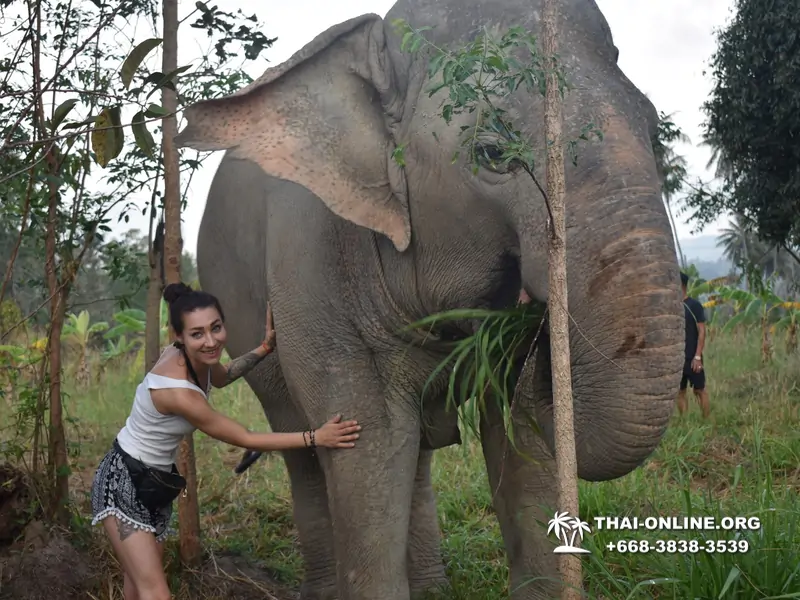 Заповедник слонов Elephant Jungle Sanctuary Pattaya - фото 320