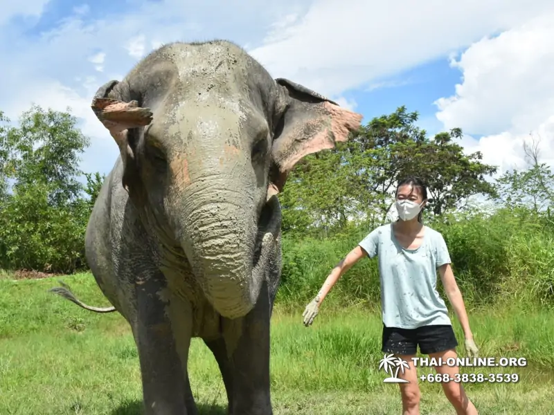 Заповедник слонов Elephant Jungle Sanctuary Pattaya - фото 273
