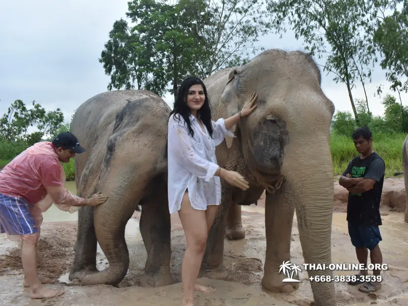 Заповедник слонов Elephant Jungle Sanctuary Pattaya - фото 385