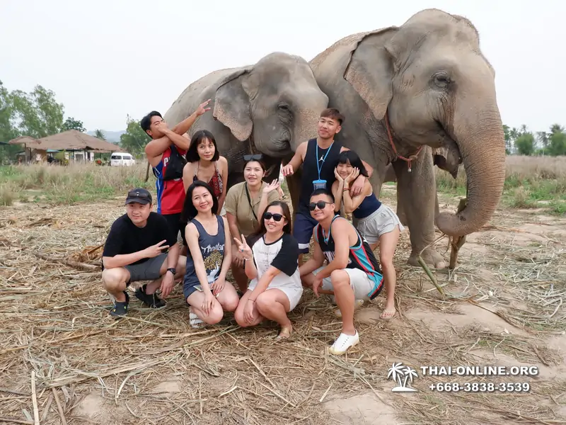 Заповедник слонов Elephant Jungle Sanctuary тур в Паттайе по цене выгоднее Klook Travel и Seven Countries - фото 11