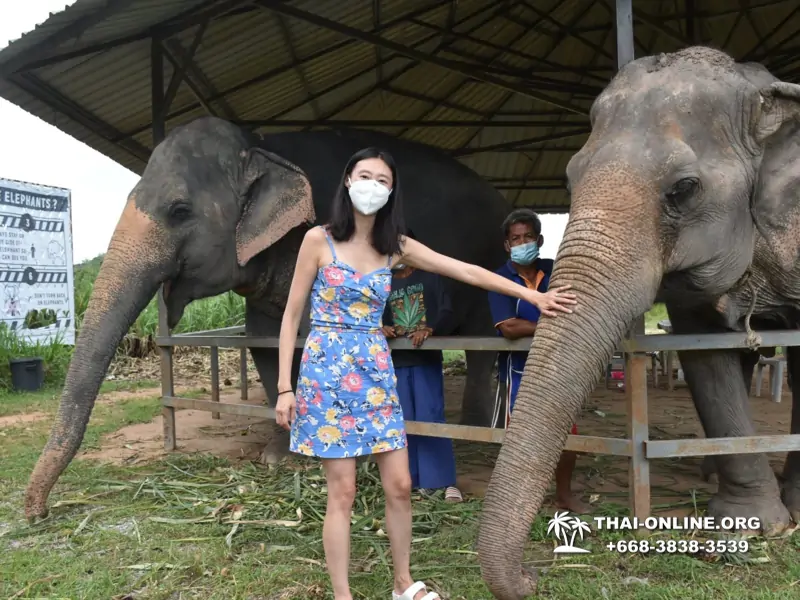 Заповедник слонов Elephant Jungle Sanctuary Pattaya - фото 371