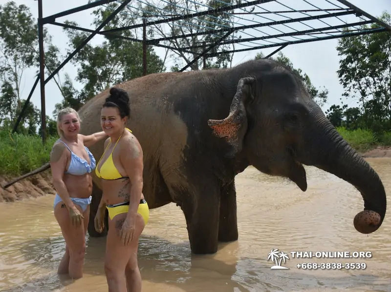 Заповедник слонов Elephant Jungle Sanctuary Pattaya - фото 393