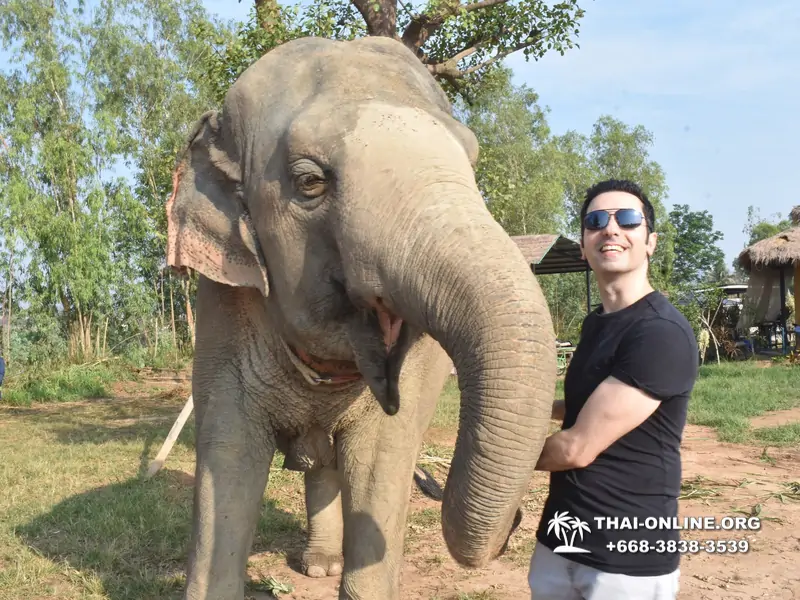 Заповедник слонов Elephant Jungle Sanctuary Pattaya - фото 120