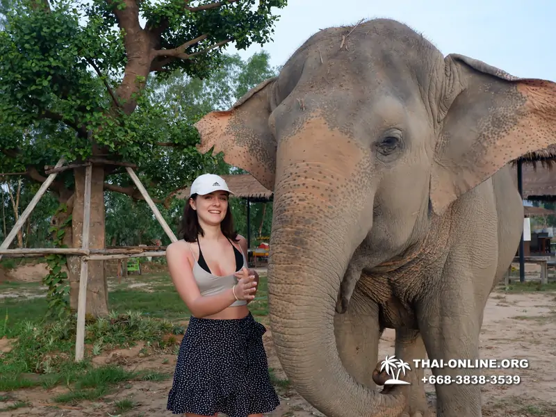 Заповедник слонов Elephant Jungle Sanctuary Pattaya - фото 178