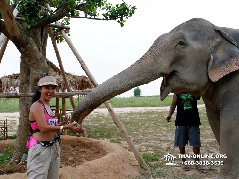 Заповедник слонов Elephant Jungle Sanctuary Pattaya - фото 405