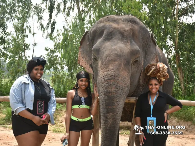 Заповедник слонов Elephant Jungle Sanctuary тур в Паттайе по цене выгоднее Klook Travel и Seven Countries - фото 1