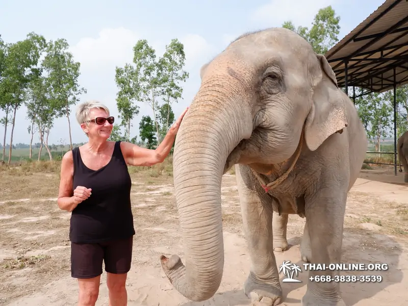 Заповедник слонов Elephant Jungle Sanctuary Pattaya - фото 375