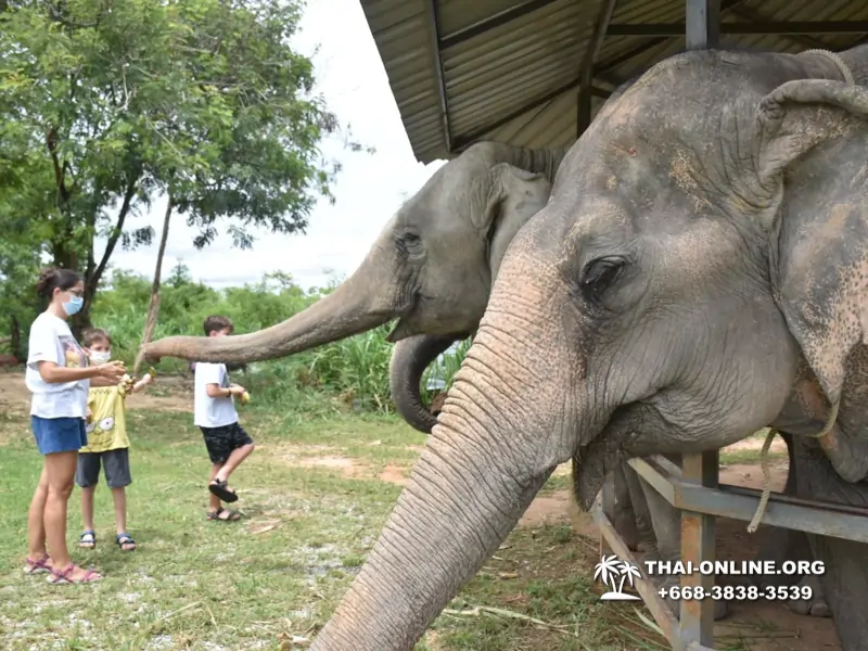 Заповедник слонов Elephant Jungle Sanctuary Pattaya - фото 316