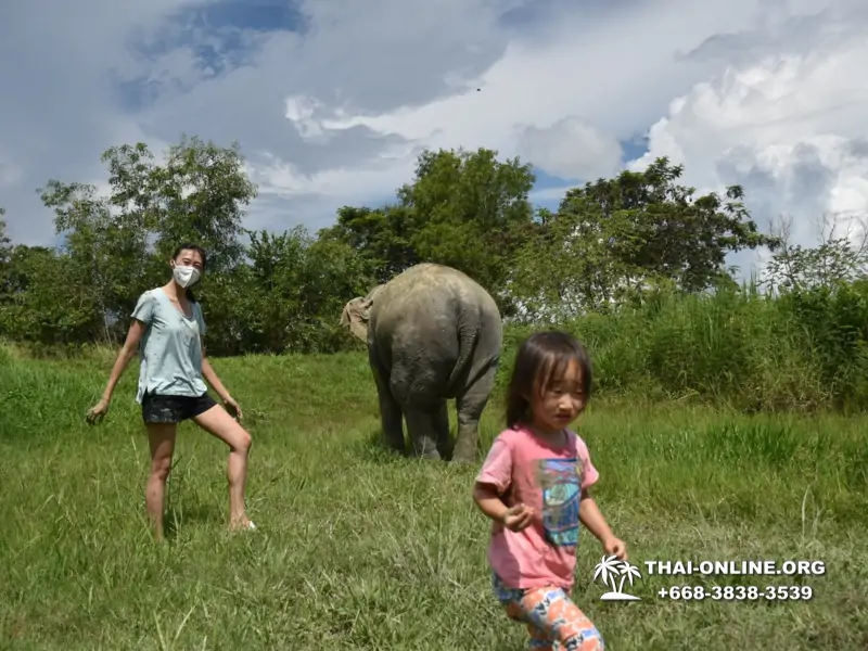 Заповедник слонов Elephant Jungle Sanctuary Pattaya - фото 412