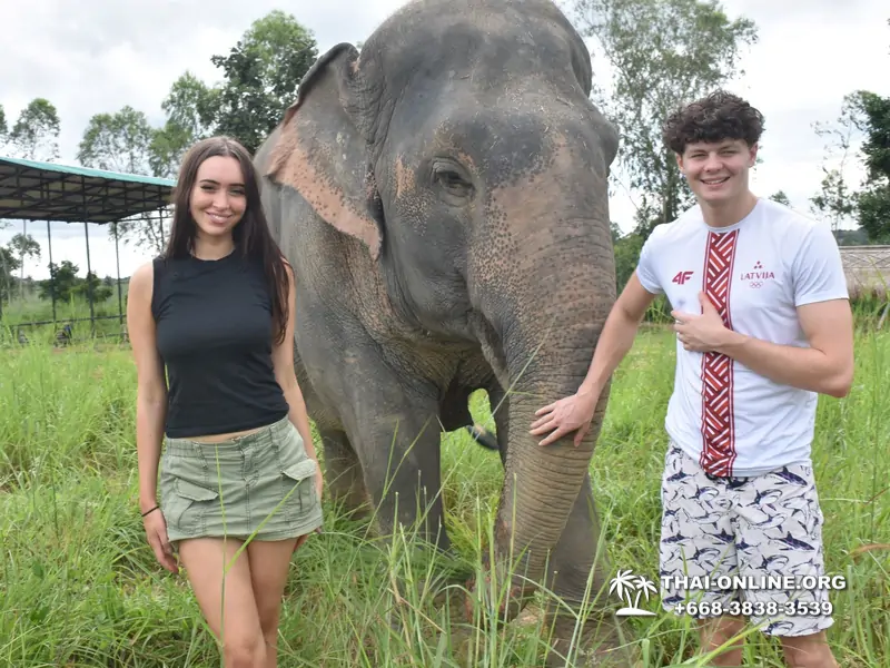 Заповедник слонов Elephant Jungle Sanctuary Pattaya - фото 238
