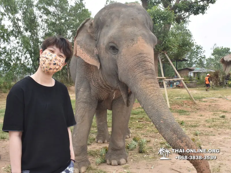 Заповедник слонов Elephant Jungle Sanctuary Pattaya - фото 302