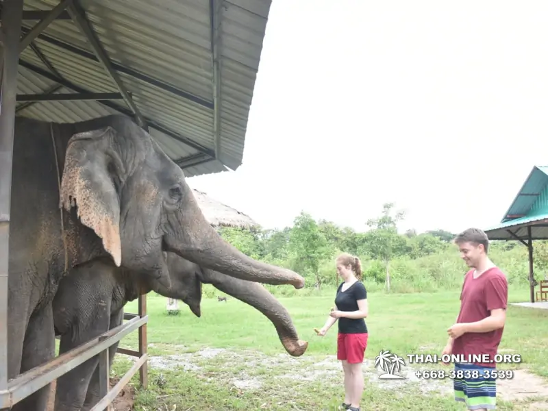 Заповедник слонов Elephant Jungle Sanctuary Pattaya - фото 1046